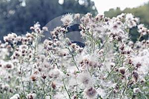 Fluffy thistle field in Hampstead Heath of London