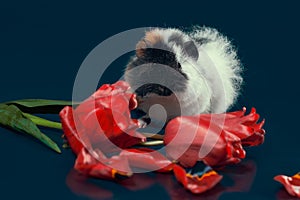 fluffy three-color guinea pig with tulip flowers against a dark background