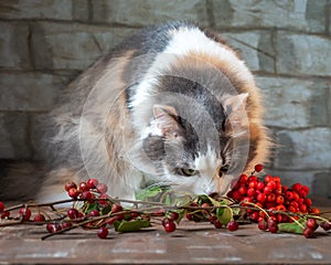 A fluffy tortoiseshell cat climbed onto the table and sniffs rowan branches