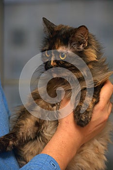 Fluffy tortoiseshell cat on the couch