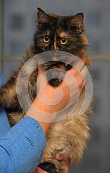 Fluffy tortoiseshell cat on the couch