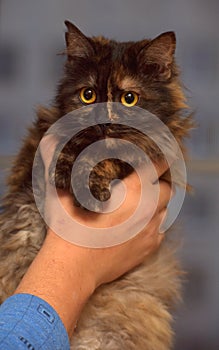 Fluffy tortoiseshell cat on the couch