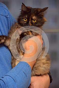 Fluffy tortoiseshell cat on the couch