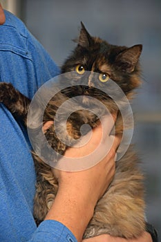 Fluffy tortoiseshell cat on the couch