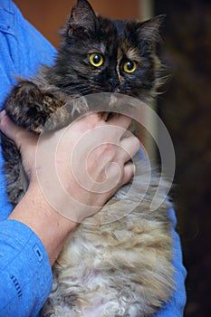 Fluffy tortoiseshell cat on the couch