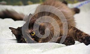 Fluffy tortoiseshell cat on the couch