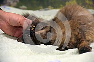 Fluffy tortoiseshell cat on the couch