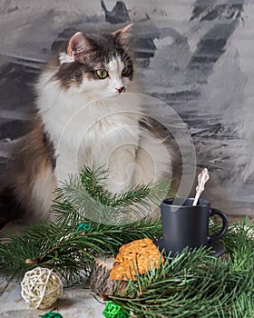 A fluffy tortoiseshell cat sits on the table. Tea in a gray cup and cookies on a saucer on the table, decorated with fir branches