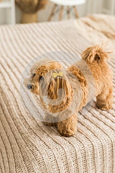 Fluffy toy poodle stand on bed with brown cover