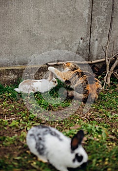 A fluffy tricolor cat approaches a white rabbit. Acquaintance of pets on a green meadow in spring