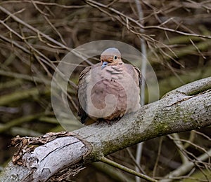 Fluffy turtledove perched on the end of a dead tree branch in the forest
