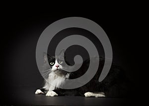 Fluffy tuxedo cat instudio with dramatic lighting and black background photo