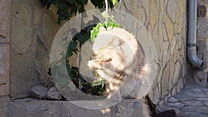 Fluffy, well-fed stray cat sits outside in the sun, licks its paws, washes