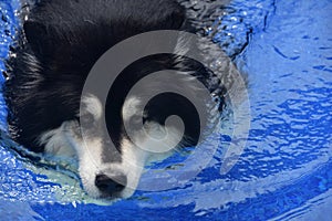 Fluffy and Wet Husky Dog Swimming in a Pool
