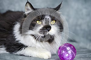 Fluffy white and black medium hair kitten with cat toy