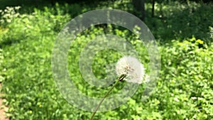 Fluffy white blowball gets swept away in the strong summer winds. Unknown person makes a wish and blows away the fragile