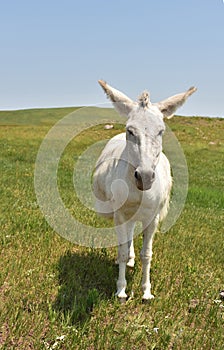 Fluffy White Burro Standing in a Grass Meadow