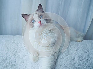 Fluffy white cat with beautiful blue eyes. photo
