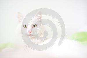 Fluffy white cat close-up