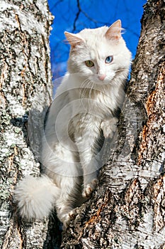 Fluffy white cat with different eyes