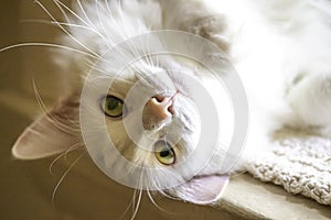 Fluffy White Cat Rolling in Sun