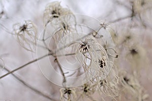 Fluffy white clematis flowers