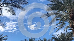 Fluffy white clouds drift calmly past palm tress