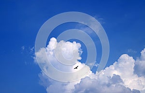Fluffy White Clouds Floating on Blue Sky with a Silhouette of Flying Bird