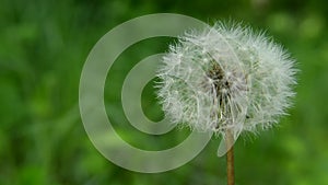 Fluffy white common dandelion, wind and bird noises