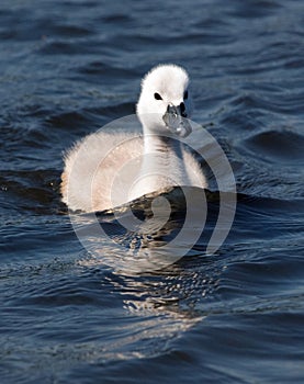 Fluffy White Cygnet