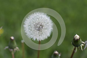 Fluffy white dandelion