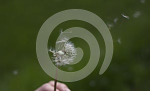 Fluffy white dandelion