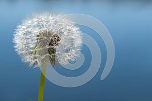 Fluffy white dandelion on a blue background. Fragile dandelion with seeds