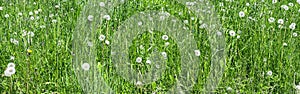 Fluffy white dandelion flowers in green grass at sunny day. spring background. panoramic view