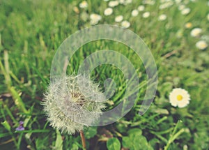 Fluffy white dandelion in green field in spring; retro style