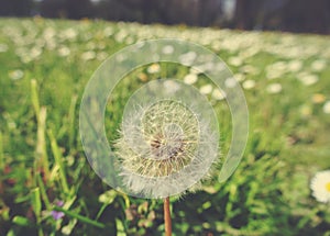 Fluffy white dandelion in green field in spring; retro style