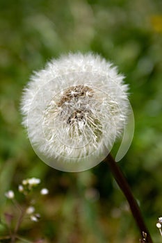 Fluffy white dandelion - on green grass background