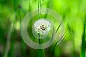 Fluffy white dandelion grows among green grass