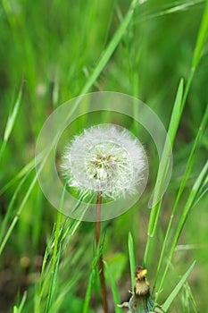 Fluffy white dandelion grows among green grass