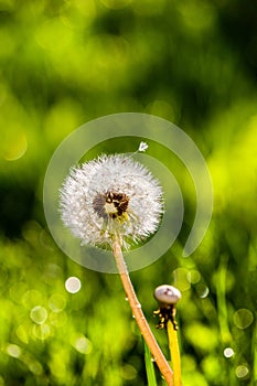 Fluffy white dandelion after rain on green light grass background