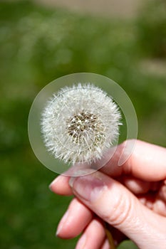 Fluffy white dandelion in a woman's hand - green grass background