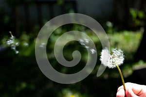 Fluffy white dandelion in a woman's hand - green grass background