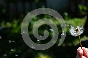 Fluffy white dandelion in a woman's hand - green grass background