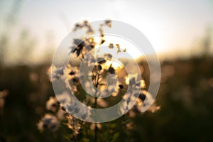 Fluffy white dandelions glow in the rays of sunligth at sunset in nature on a meadow
