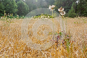 fluffy white dandilions growing out of dead grass