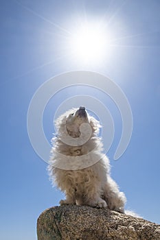 Fluffy white dog looking up at bright sun