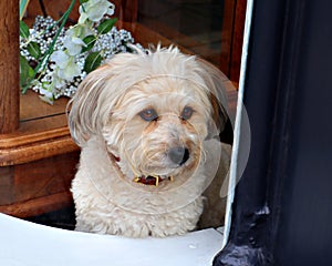 Fluffy white dog looking through window