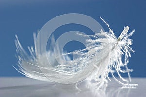 Fluffy white feather