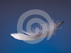 Fluffy white feather over blue. Light. Floating.