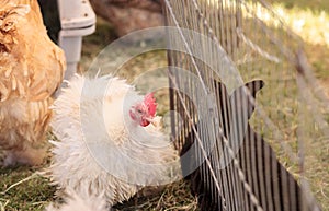 Fluffy white Frizzle chicken in a pen